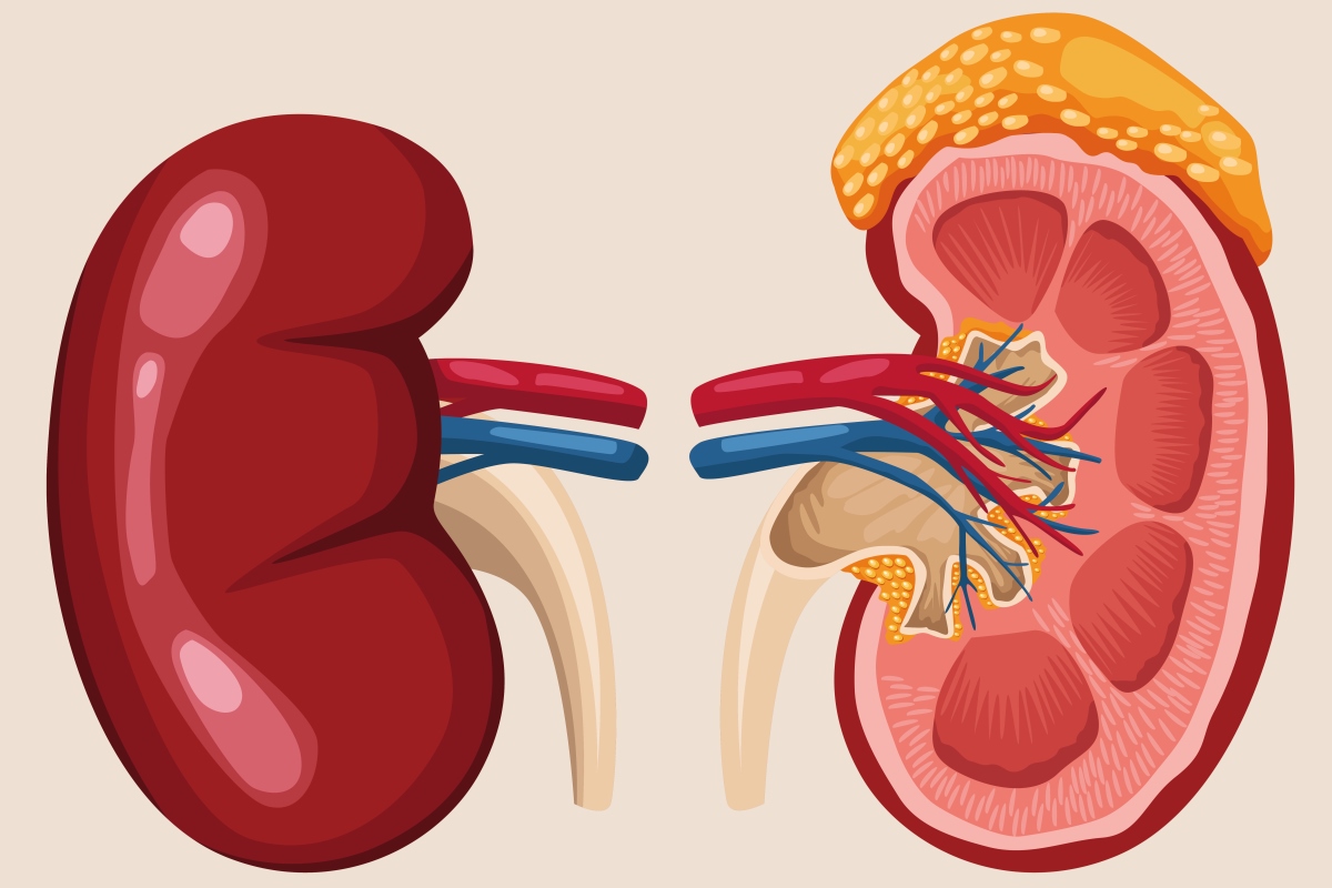 Human Kidneys- It Needs Greater Attention!